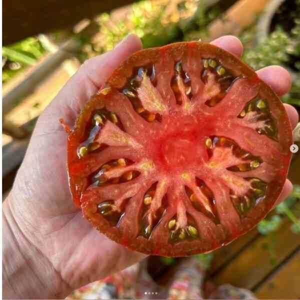 tomato-black-krim-seeds-1 tomato-black-krim-seeds-1