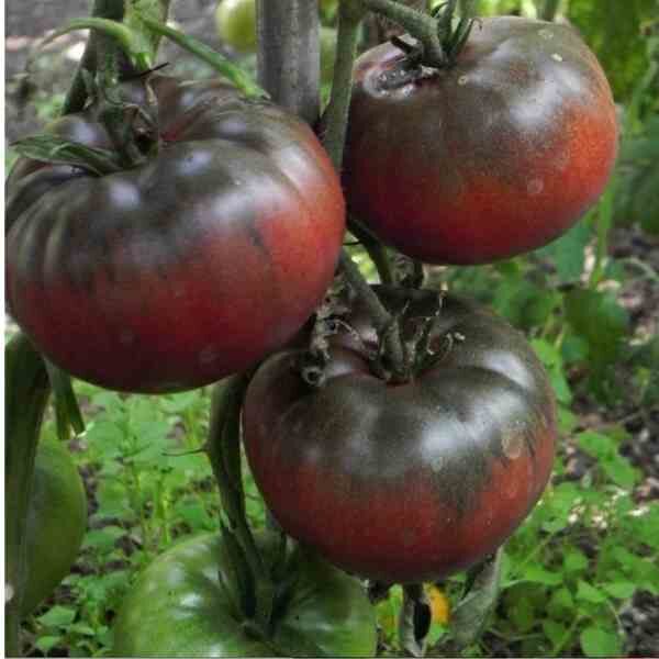 tomato-black-krim-seeds