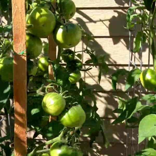 tomato-cherokee-purple-seeds-3