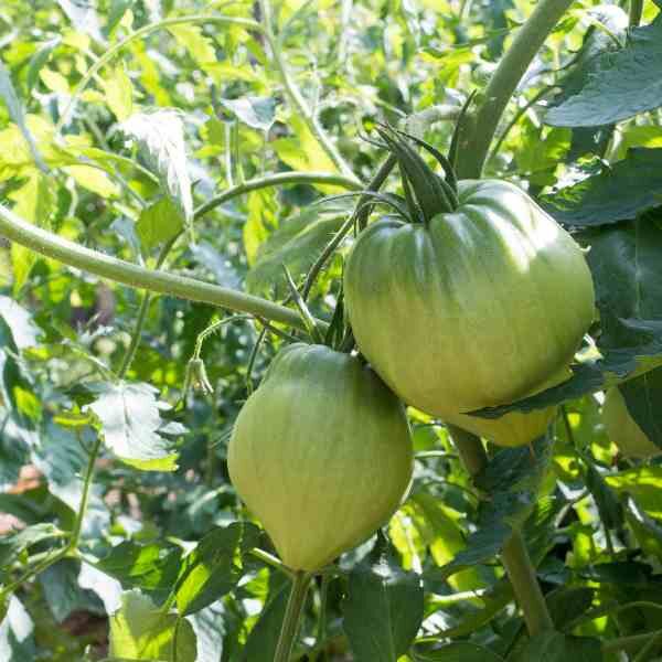 tomato-costoluto-fiorentino-seeds-1 tomato-costoluto-fiorentino-seeds-1
