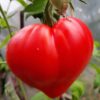 tomato-oxheart-seeds-1