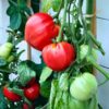 tomato-oxheart-seeds-2