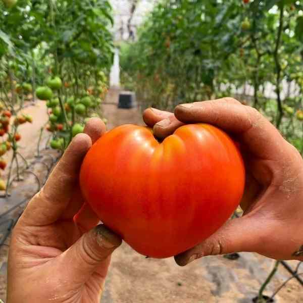tomato oxheart seeds 3