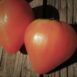 tomato-oxheart-seeds