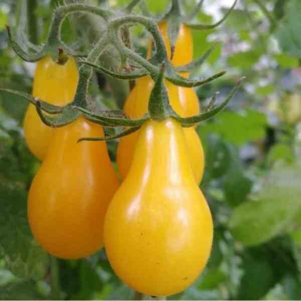 tomato-yellow-pear-1 tomato-yellow-pear-1