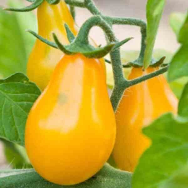 tomato-yellow-pear-3 tomato-yellow-pear-3
