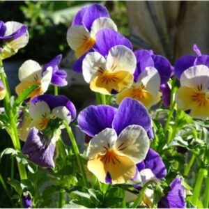 Heartsease