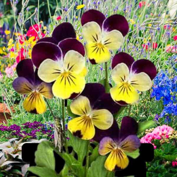 wild-pansy-seeds-4 wild-pansy-seeds-4