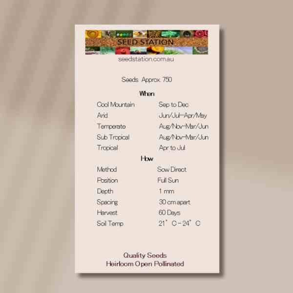 alyssum-back alyssum-back