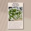 alyssum-front