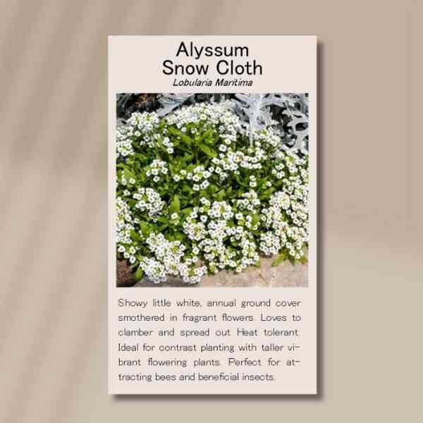 alyssum-front alyssum-front