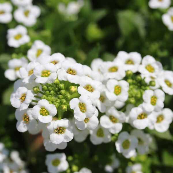alyssum-seeds-1 alyssum-seeds-1
