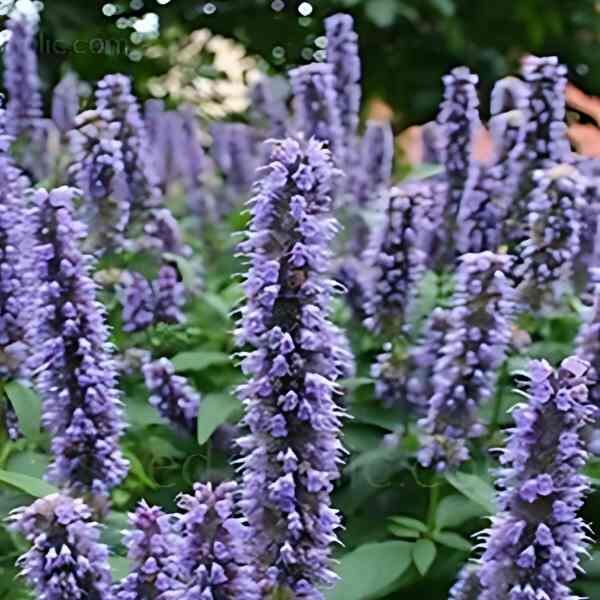 anise-hyssop-seeds-1 anise-hyssop-seeds-1