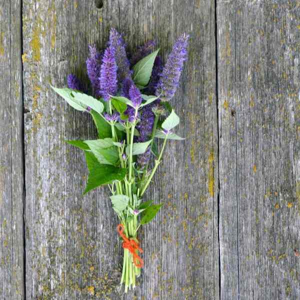 anise-hyssop-seeds-3