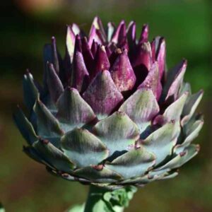 Artichoke