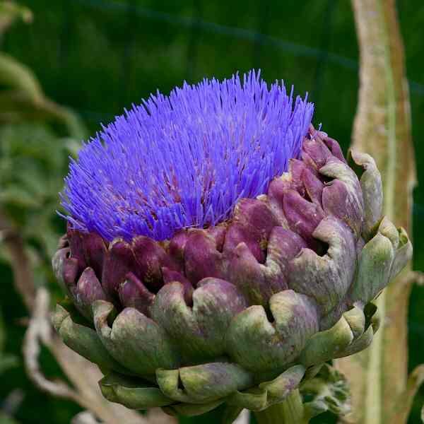 artichoke-violet-de-provence-seeds-2 artichoke-violet-de-provence-seeds-2