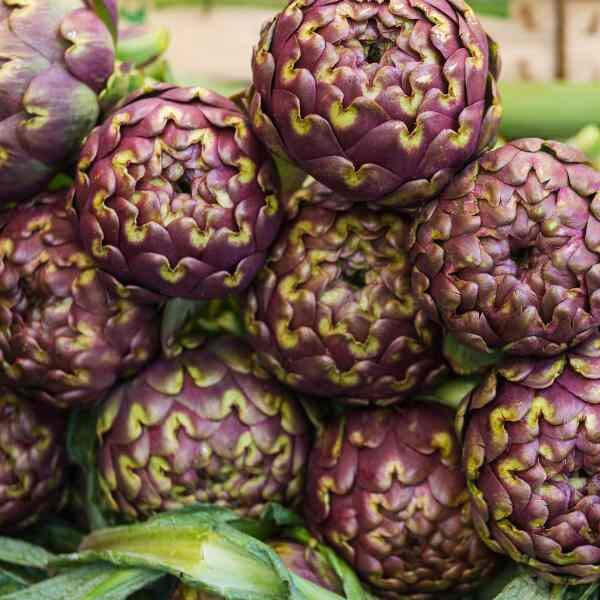 artichoke-violet-de-provence-seeds artichoke-violet-de-provence-seeds