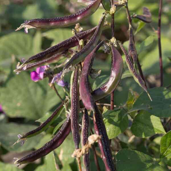 bean-climbing-purple-king-seeds-3 bean-climbing-purple-king-seeds-3