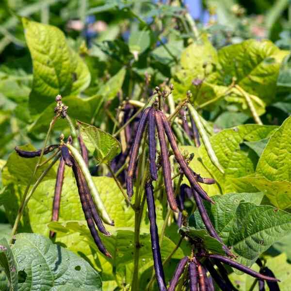 bean-climbing-purple-king-seeds-4 bean-climbing-purple-king-seeds-4