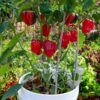 capsicum-yolo-wonder-seeds-4