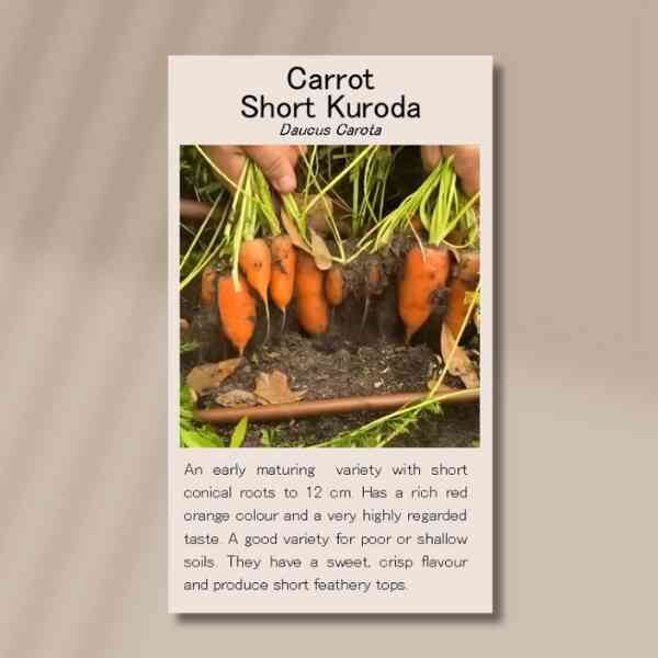 carrot-short-kuroda-front carrot-short-kuroda-front
