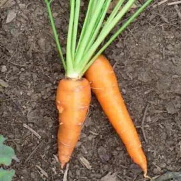 carrot-short-kuroda-seeds-2 carrot-short-kuroda-seeds-2
