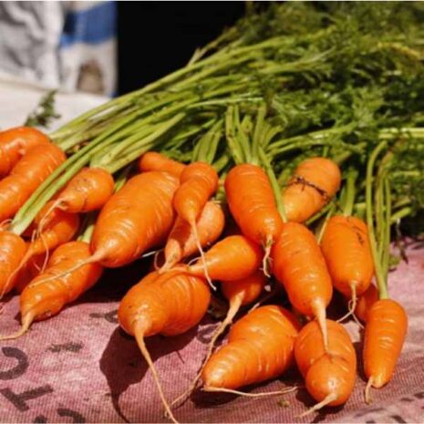 carrot-short-kuroda-seeds