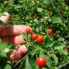 chilli-tepin-seed