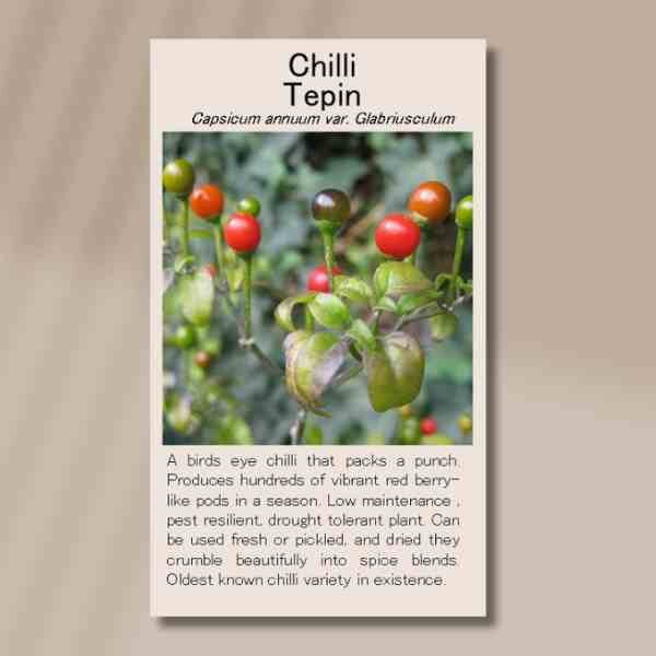chilli-tepin-seed-packet-front chilli-tepin-seed-packet-front