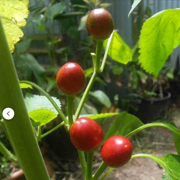 chilli-tepin-seeds-1