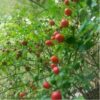 chilli-tepin-seeds-5