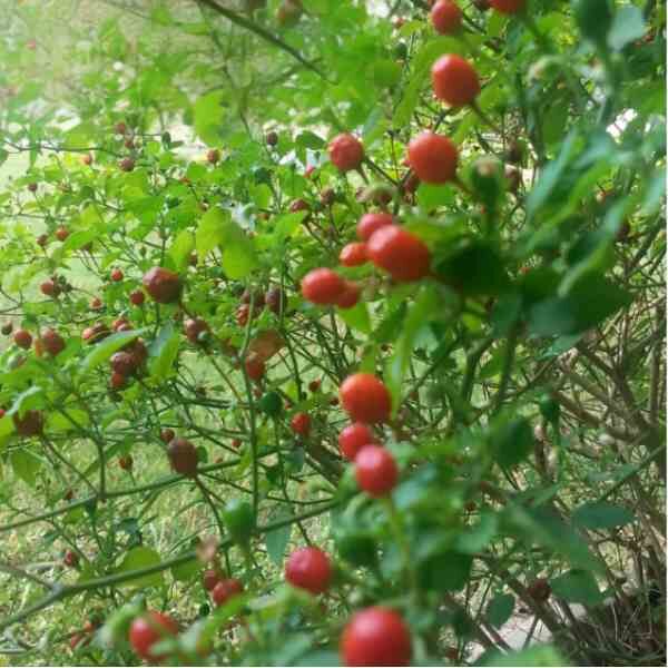 chilli-tepin-seeds-5 chilli-tepin-seeds-5