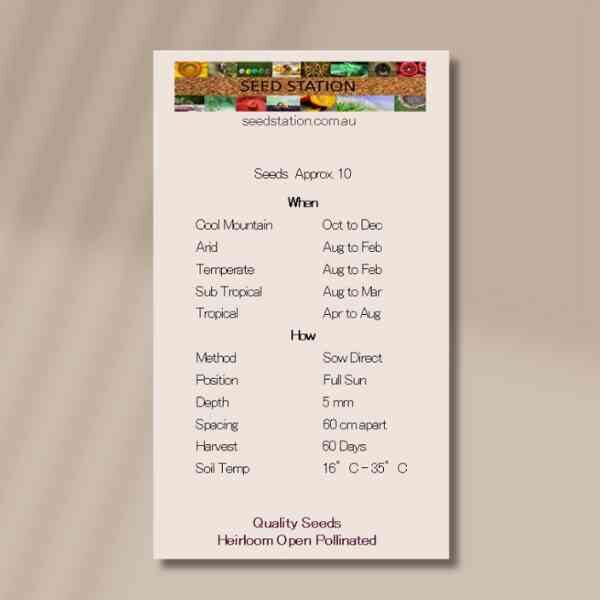 cucumber-long-white-back cucumber-long-white-back