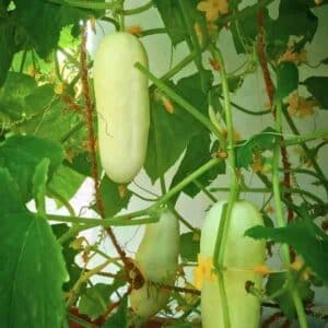 cucumber-long-white-seeds-2