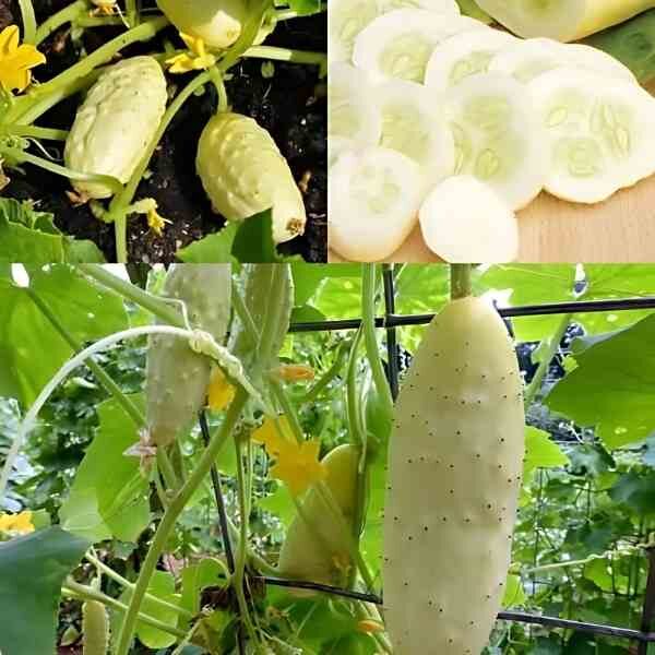 cucumber-long-white-seeds-6 cucumber-long-white-seeds-6
