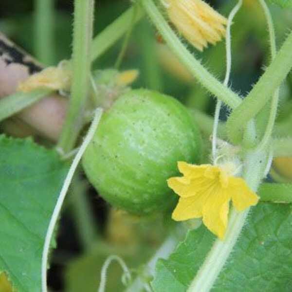 cucumber-richond-green-apple-seeds-1 cucumber-richond-green-apple-seeds-1