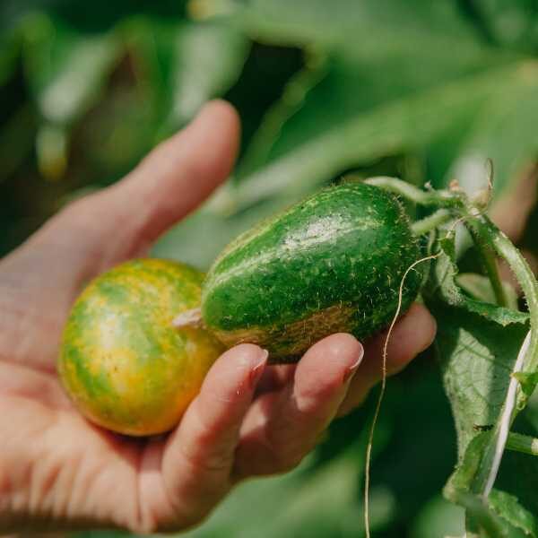 cucumber-richond-green-apple-seeds-3 cucumber-richond-green-apple-seeds-3