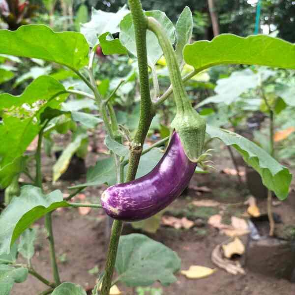 eggplant-ping-tung-long-1 eggplant-ping-tung-long-1