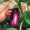eggplant-tsakoniki-seeds-4