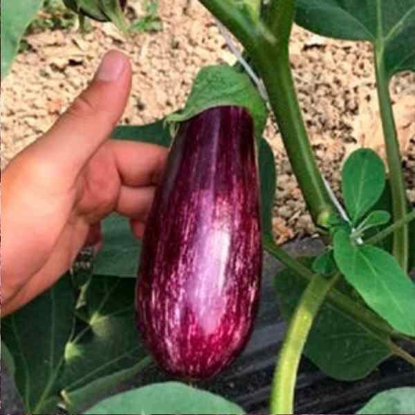 eggplant-tsakoniki-seeds-4 eggplant-tsakoniki-seeds-4