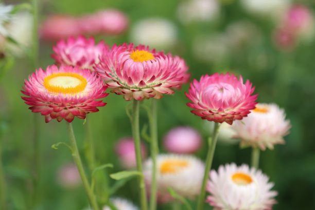 8 Reasons to Love a flower Garden