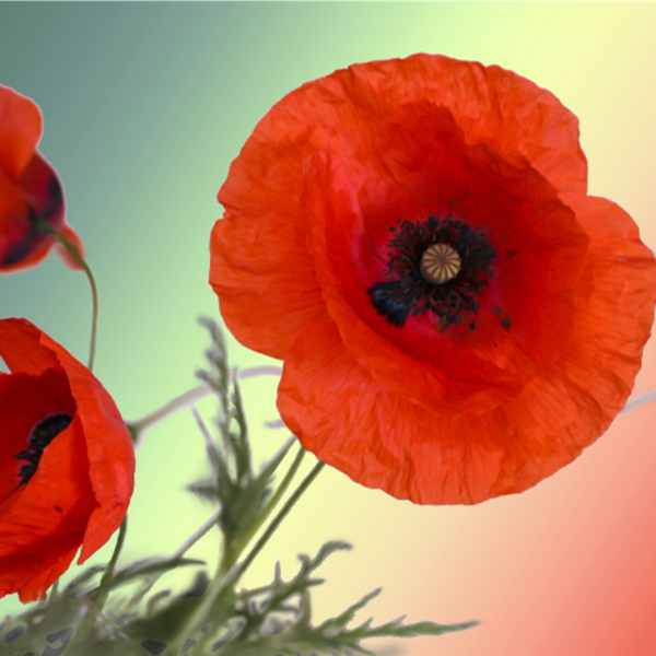 Poppies – Lest We Forget