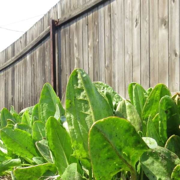 herb-sorrel-seed-3 herb-sorrel-seed-3