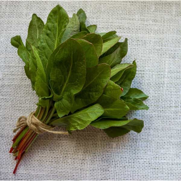 herb-sorrel-seed-4 herb-sorrel-seed-4