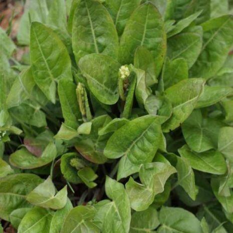 herb-sorrel-seeds
