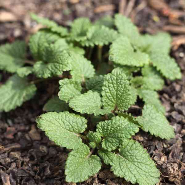 lemon-balm-seeds-3 lemon-balm-seeds-3