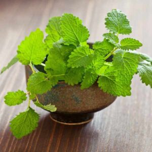 Lemon Balm