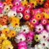 livingstone-daisy-seeds-1
