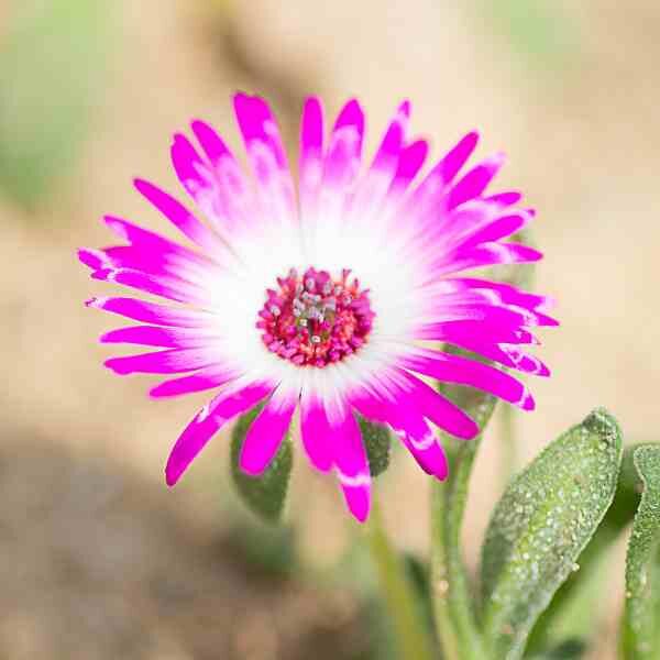 livingstone-daisy-seeds-2