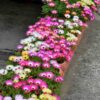 livingstone-daisy-seeds-3